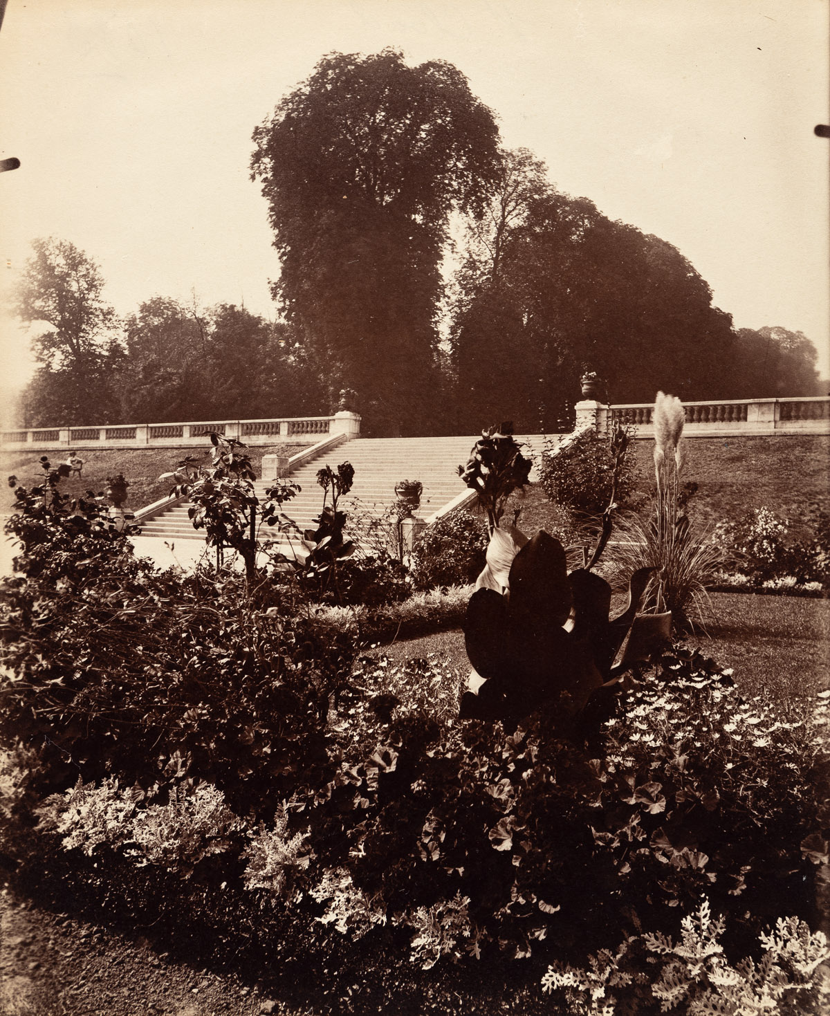 EUGÈNE ATGET (1857-1927) Parc de Saint Cloud.